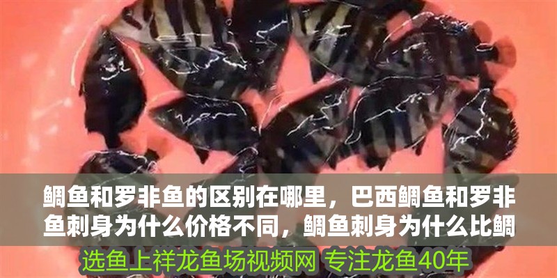 鯛魚和羅非魚的區(qū)別在哪里，巴西鯛魚和羅非魚刺身為什么價格不同，鯛魚刺身為什么比鯛魚貴
