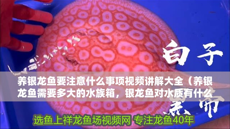 養銀龍魚要注意什么事項視頻講解大全（養銀龍魚需要多大的水族箱，銀龍魚對水質有什么特別的要求嗎）