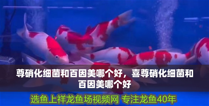尊硝化細菌和百因美哪個好，喜尊硝化細菌和百因美哪個好