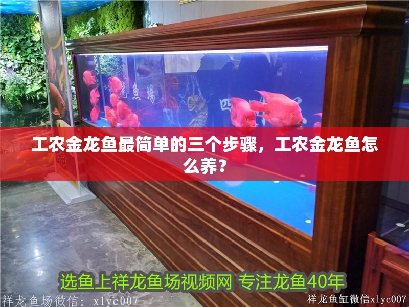 工農金龍魚最簡單的三個步驟，工農金龍魚怎么養？
