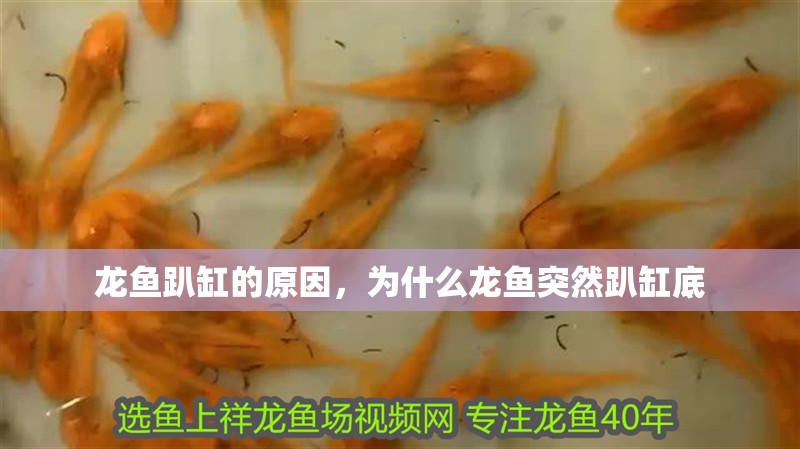龍魚趴缸的原因，為什么龍魚突然趴缸底