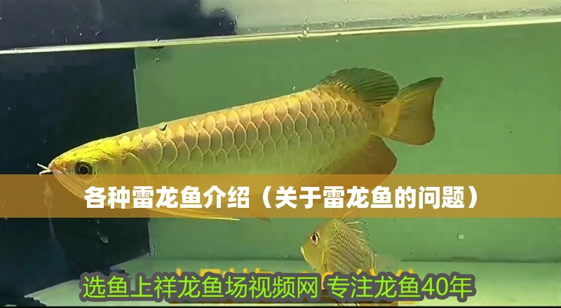 各種雷龍魚介紹（關于雷龍魚的問題）