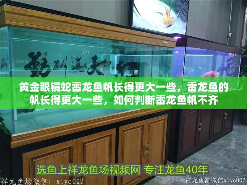 黃金眼鏡蛇雷龍魚帆長得更大一些，雷龍魚的帆長得更大一些，如何判斷雷龍魚帆不齊