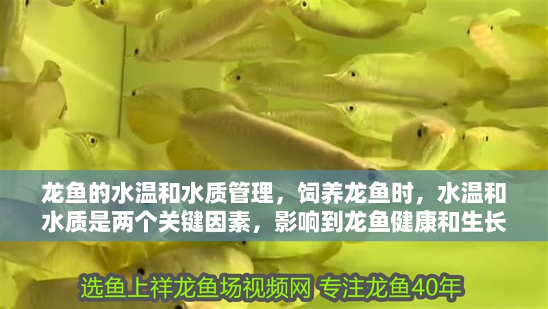 龍魚的水溫和水質管理，飼養龍魚時，水溫和水質是兩個關鍵因素，影響到龍魚健康和生長