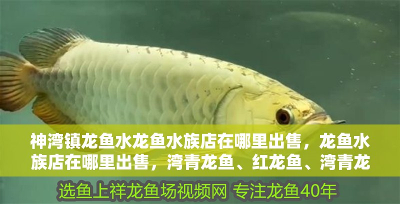 神灣鎮(zhèn)龍魚水龍魚水族店在哪里出售，龍魚水族店在哪里出售，灣青龍魚、紅龍魚、灣青龍魚、灣鎮(zhèn)龍魚、灣青龍魚、灣青龍魚
