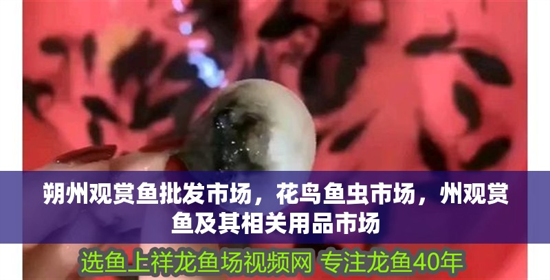 朔州觀賞魚批發市場，花鳥魚蟲市場，州觀賞魚及其相關用品市場
