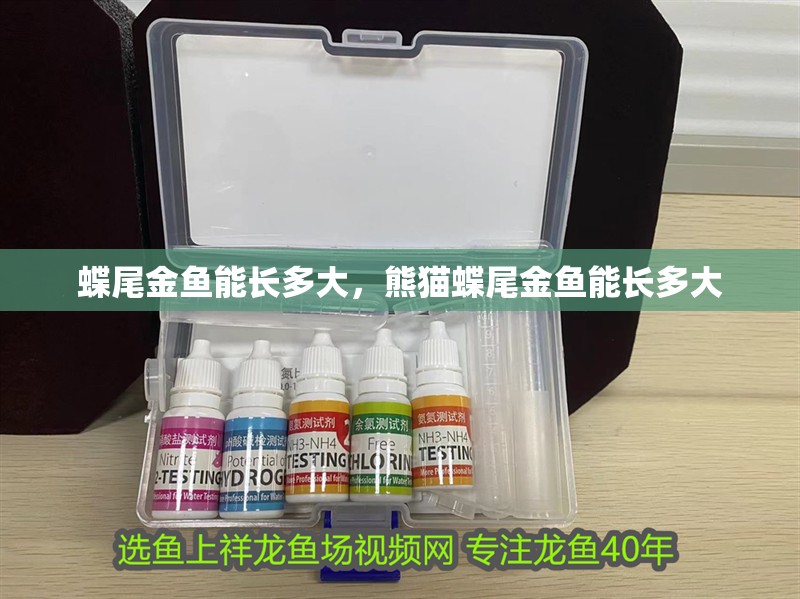 蝶尾金魚能長多大，熊貓蝶尾金魚能長多大