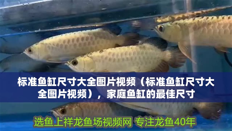 標準魚缸尺寸大全圖片視頻（標準魚缸尺寸大全圖片視頻），家庭魚缸的最佳尺寸