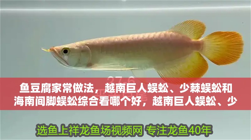 魚豆腐家常做法，越南巨人蜈蚣、少棘蜈蚣和海南間腳蜈蚣綜合看哪個好，越南巨人蜈蚣、少棘蜈蚣、海南間腳蜈蚣綜合看哪個好