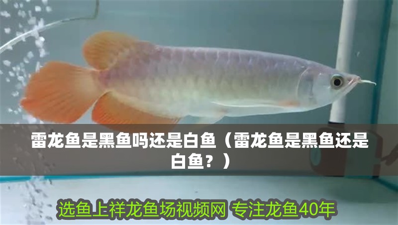 雷龍魚是黑魚嗎還是白魚（雷龍魚是黑魚還是白魚？）