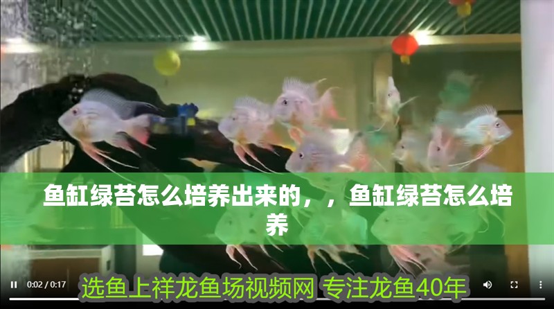魚缸綠苔怎么培養出來的，，魚缸綠苔怎么培養
