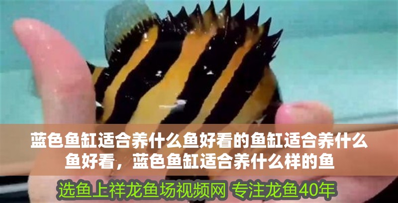藍色魚缸適合養什么魚好看的魚缸適合養什么魚好看，藍色魚缸適合養什么樣的魚