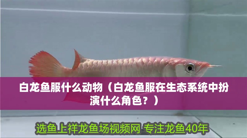 白龍魚服什么動物（白龍魚服在生態系統中扮演什么角色？）