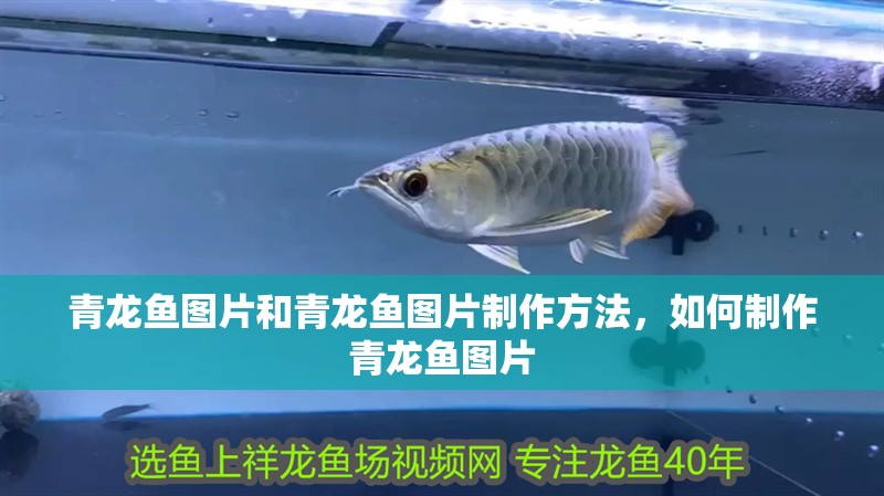 青龍魚圖片和青龍魚圖片制作方法，如何制作青龍魚圖片