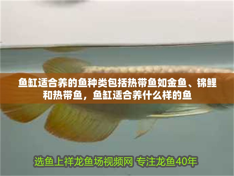 魚缸適合養的魚種類包括熱帶魚如金魚、錦鯉和熱帶魚，魚缸適合養什么樣的魚