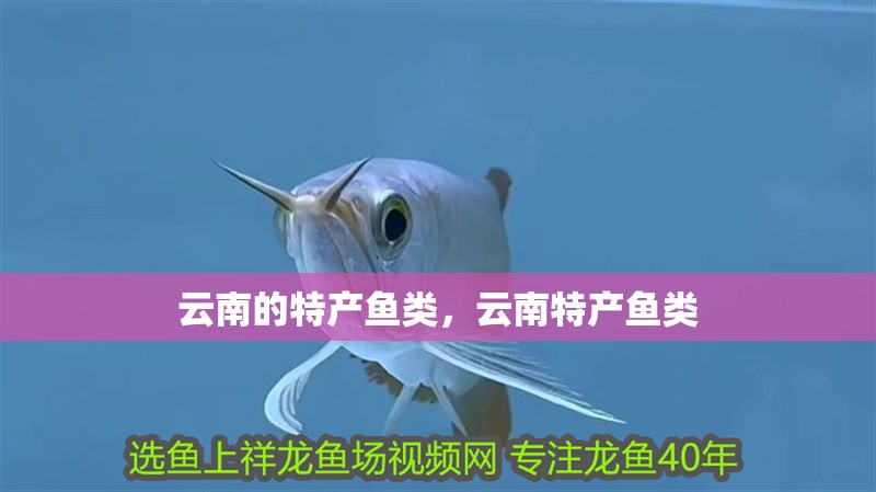 云南的特產魚類，云南特產魚類
