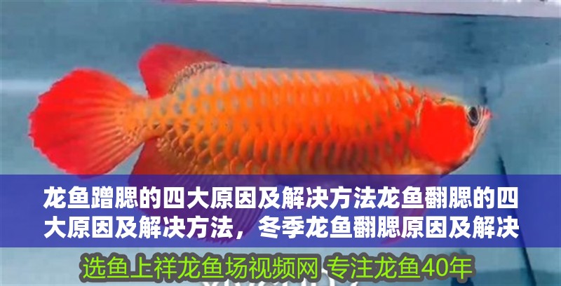龍魚蹭腮的四大原因及解決方法龍魚翻腮的四大原因及解決方法，冬季龍魚翻腮原因及解決方法,手術(shù)技巧全揭秘