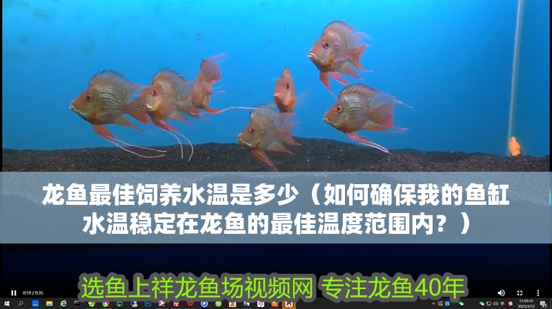 龍魚最佳飼養(yǎng)水溫是多少（如何確保我的魚缸水溫穩(wěn)定在龍魚的最佳溫度范圍內(nèi)？）