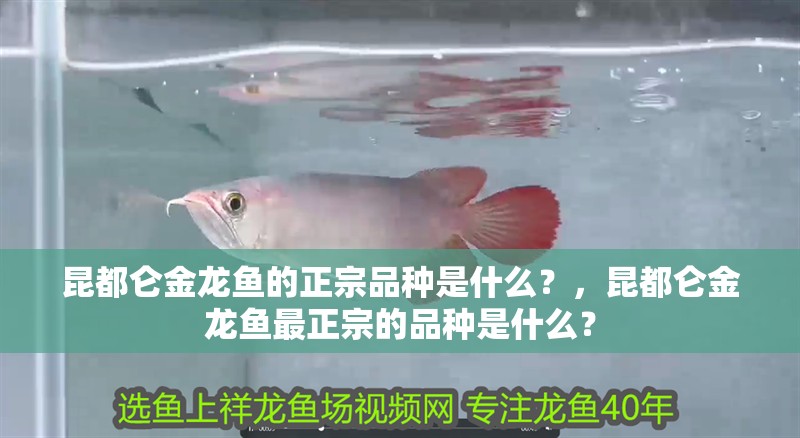 昆都侖金龍魚的正宗品種是什么？，昆都侖金龍魚最正宗的品種是什么？