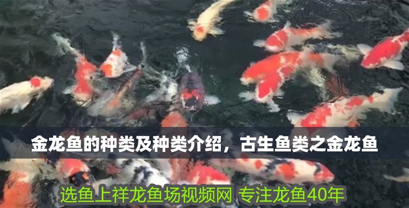 金龍魚的種類及種類介紹，古生魚類之金龍魚