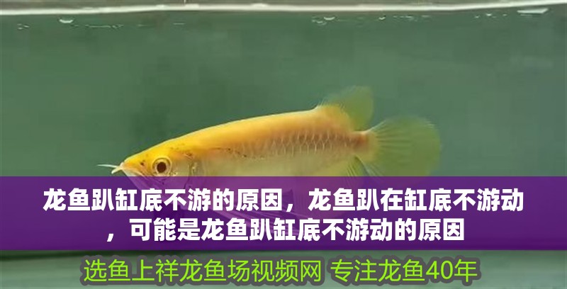 龍魚趴缸底不游的原因，龍魚趴在缸底不游動(dòng)，可能是龍魚趴缸底不游動(dòng)的原因