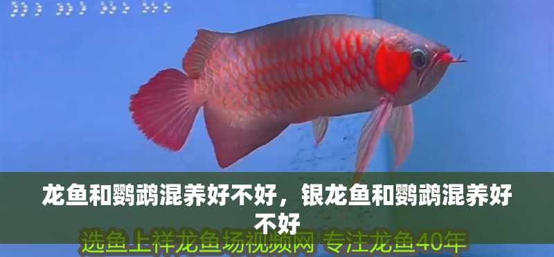龍魚和鸚鵡混養好不好，銀龍魚和鸚鵡混養好不好