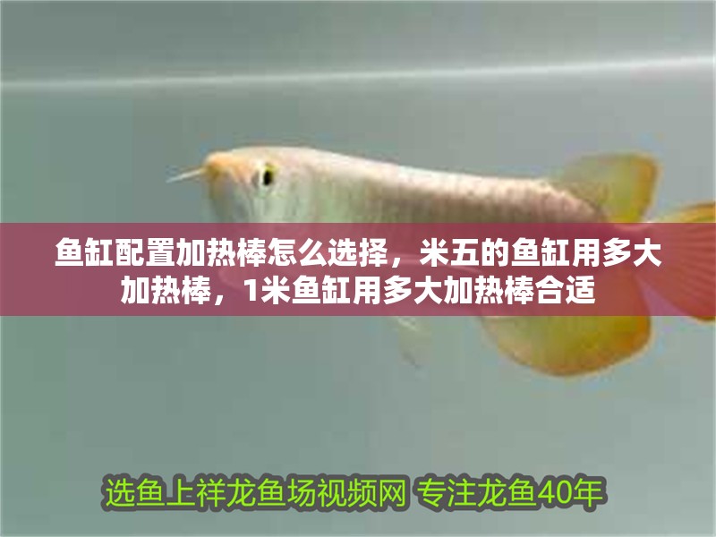 魚缸配置加熱棒怎么選擇，米五的魚缸用多大加熱棒，1米魚缸用多大加熱棒合適 魚缸配置加熱棒怎么選擇，米五的魚缸用多大加熱棒，1米魚缸用多大加熱棒合適 觀賞魚百科 第1張