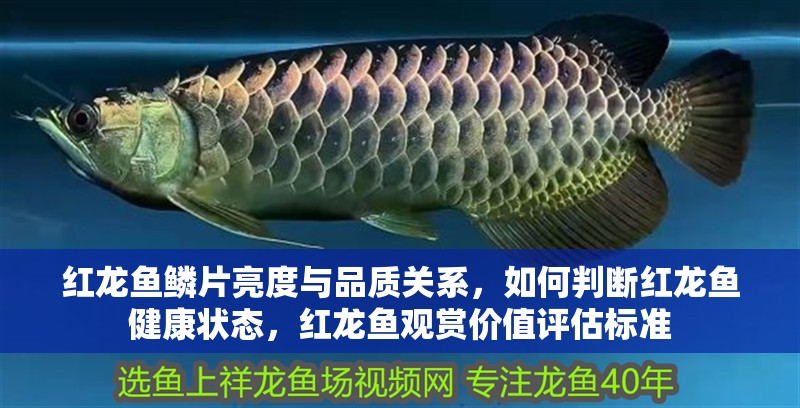 紅龍魚鱗片亮度與品質關系，如何判斷紅龍魚健康狀態，紅龍魚觀賞價值評估標準 紅龍魚鱗片亮度與品質關系，如何判斷紅龍魚健康狀態，紅龍魚觀賞價值評估標準 觀賞魚百科