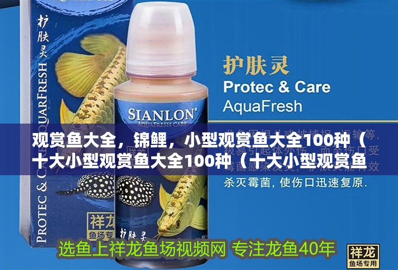 觀賞魚大全，錦鯉，小型觀賞魚大全100種（十大小型觀賞魚大全100種（十大小型觀賞魚）