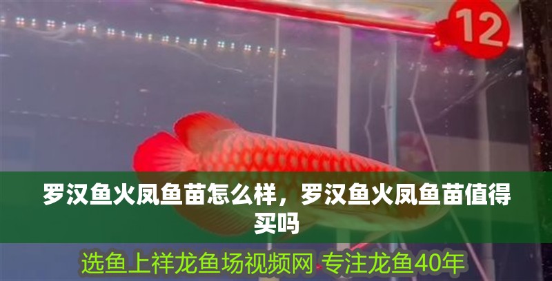 羅漢魚火鳳魚苗怎么樣，羅漢魚火鳳魚苗值得買嗎