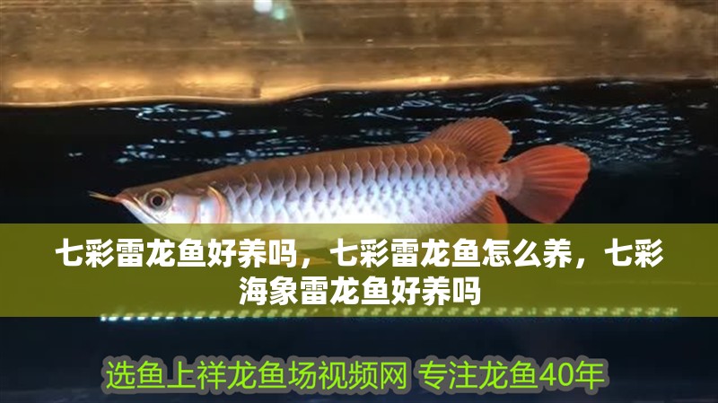 七彩雷龍魚好養嗎，七彩雷龍魚怎么養，七彩海象雷龍魚好養嗎