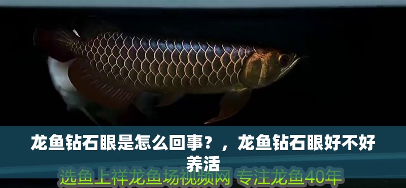 龍魚(yú)鉆石眼是怎么回事？，龍魚(yú)鉆石眼好不好養(yǎng)活 龍魚(yú)鉆石眼是怎么回事？，龍魚(yú)鉆石眼好不好養(yǎng)活 觀賞魚(yú)百科 第2張