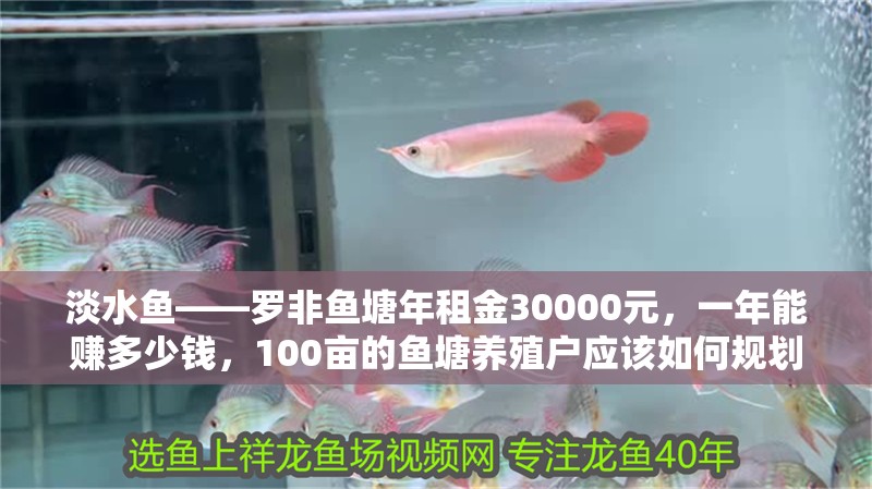 淡水魚——羅非魚塘年租金30000元，一年能賺多少錢，100畝的魚塘養(yǎng)殖戶應(yīng)該如何規(guī)劃