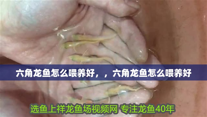 六角龍魚怎么喂養(yǎng)好，，六角龍魚怎么喂養(yǎng)好