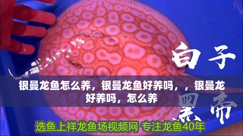 銀曼龍魚怎么養，銀曼龍魚好養嗎，，銀曼龍好養嗎，怎么養