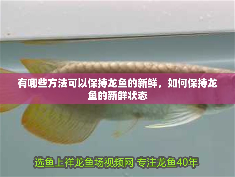 有哪些方法可以保持龍魚的新鮮，如何保持龍魚的新鮮狀態(tài)