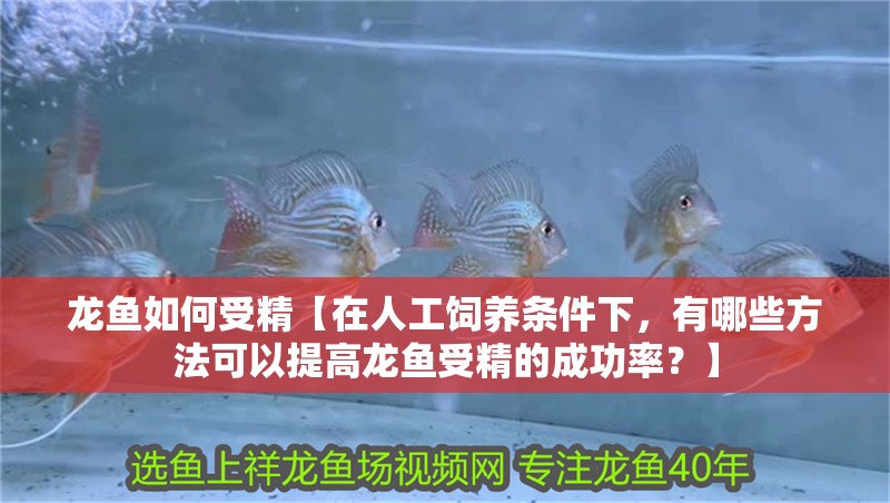 龍魚(yú)如何受精【在人工飼養(yǎng)條件下，有哪些方法可以提高龍魚(yú)受精的成功率？】