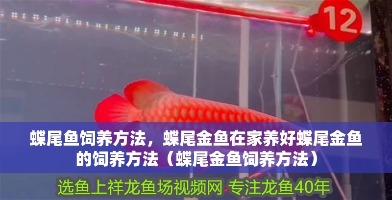 蝶尾魚飼養方法，蝶尾金魚在家養好蝶尾金魚的飼養方法（蝶尾金魚飼養方法）