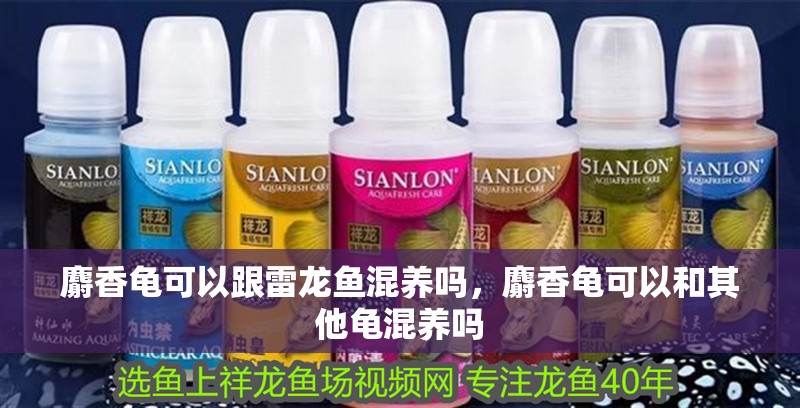 麝香龜可以跟雷龍魚混養(yǎng)嗎，麝香龜可以和其他龜混養(yǎng)嗎