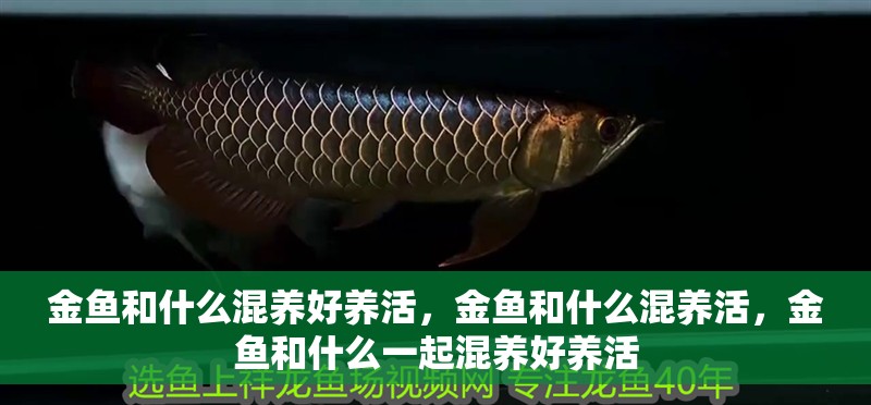 金魚和什么混養(yǎng)好養(yǎng)活，金魚和什么混養(yǎng)活，金魚和什么一起混養(yǎng)好養(yǎng)活