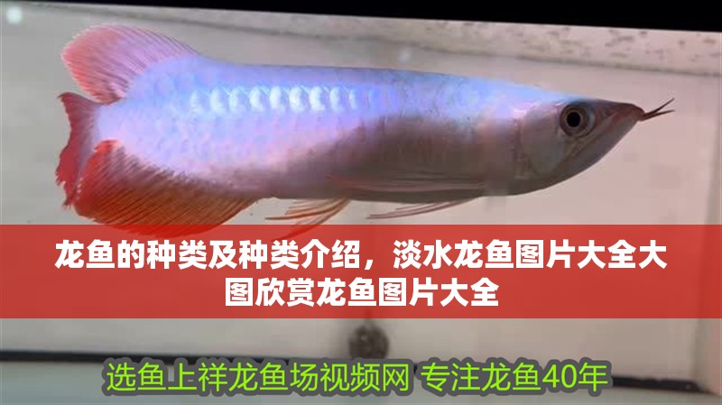 龍魚(yú)的種類及種類介紹，淡水龍魚(yú)圖片大全大圖欣賞龍魚(yú)圖片大全