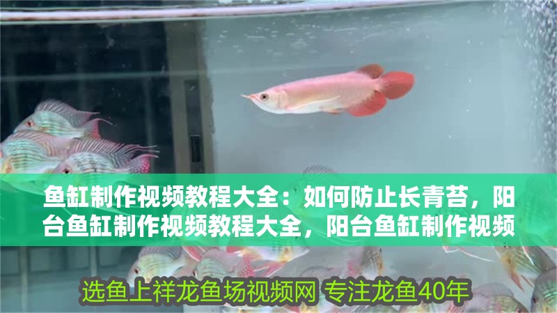 魚缸制作視頻教程大全：如何防止長青苔，陽臺魚缸制作視頻教程大全，陽臺魚缸制作視頻教程大全：魚缸制作視頻教程大全：如何防止長青苔 魚缸制作視頻教程大全：如何防止長青苔，陽臺魚缸制作視頻教程大全，陽臺魚缸制作視頻教程大全：魚缸制作視頻教程大全：如何防止長青苔 觀賞魚百科 第4張