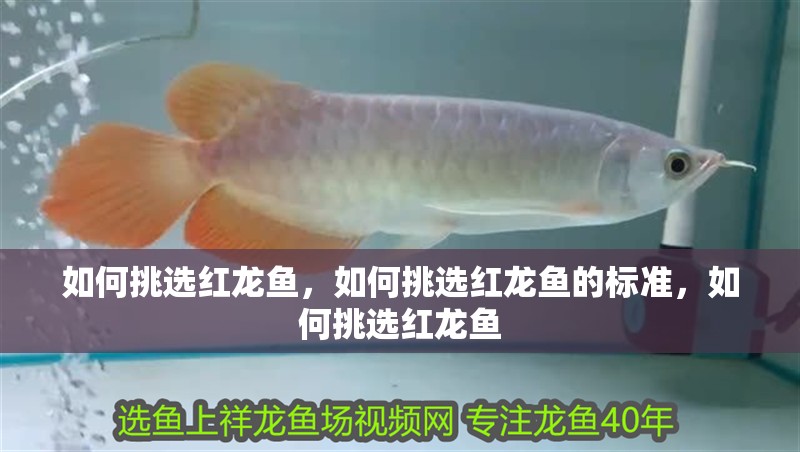 如何挑選紅龍魚，如何挑選紅龍魚的標準，如何挑選紅龍魚