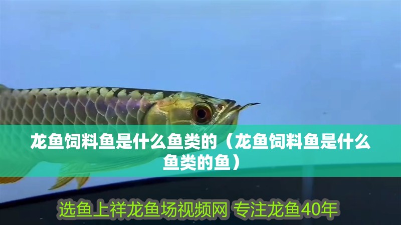 龍魚飼料魚是什么魚類的（龍魚飼料魚是什么魚類的魚）
