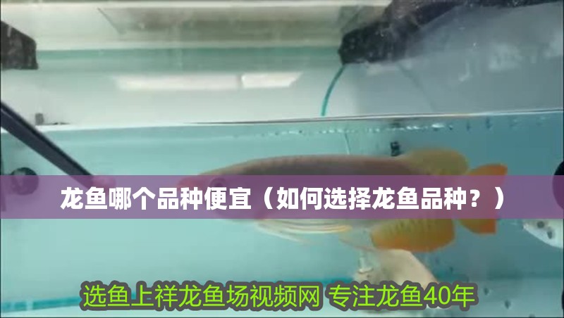 龍魚哪個(gè)品種便宜（如何選擇龍魚品種？）