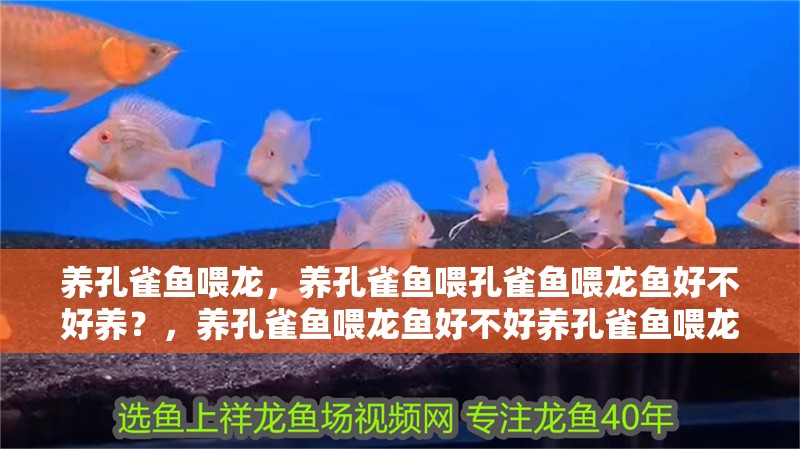 養孔雀魚喂龍，養孔雀魚喂孔雀魚喂龍魚好不好養？，養孔雀魚喂龍魚好不好養孔雀魚喂龍魚好不好養