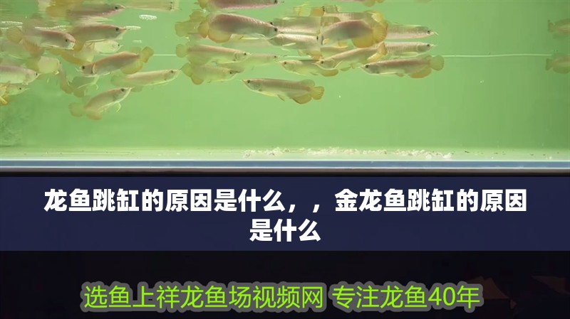 龍魚跳缸的原因是什么，，金龍魚跳缸的原因是什么