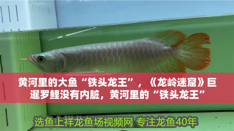 黃河里的大魚“鐵頭龍王”，《龍嶺迷窟》巨暹羅鯉沒有內(nèi)臟，黃河里的“鐵頭龍王”