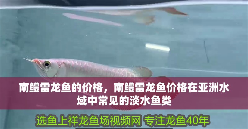 南鱧雷龍魚的價格，南鱧雷龍魚價格在亞洲水域中常見的淡水魚類