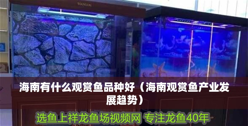 海南有什么觀賞魚品種好（海南觀賞魚產業發展趨勢）